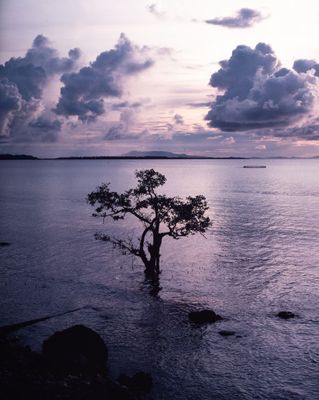 A lone tree off the coast of Siargao taken with my Pentax 6x7 105mm f2.4 on expired Velvia 100